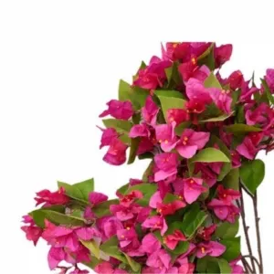 Bougainvillea no Balde
