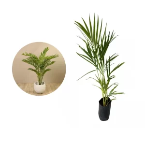 Areca