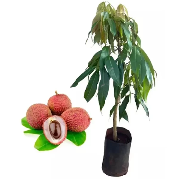 Muda de Lichia