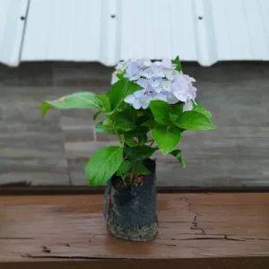 Hortênsia